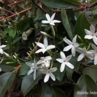 Jasminum flexile Vahl